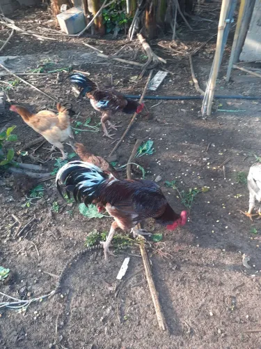 Frangos e galos