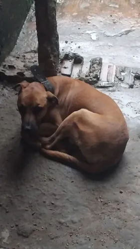 CACHORRO DÓCIL E  RAÇA BRASILEIRO?