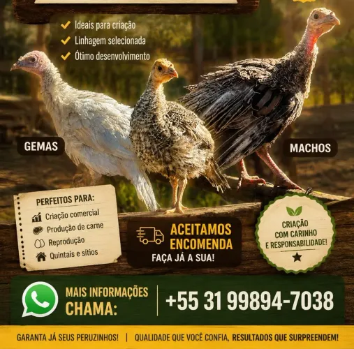 Venda de Perus filhotes