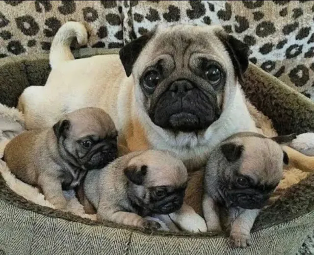 Cachorro PUG. 1 macho 1 feminha