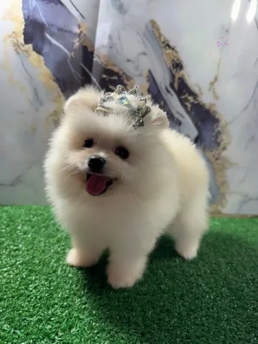 Lulu da pomeranea anao 50 dias vermifugado