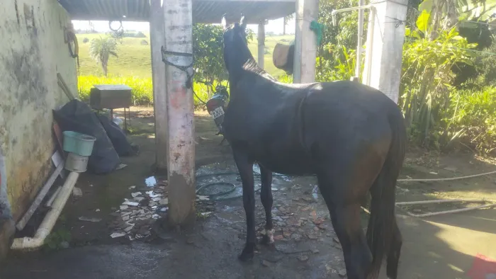 Poutro filho do hamilet na roça neto do elfo do porto azul com um ano e oito meses