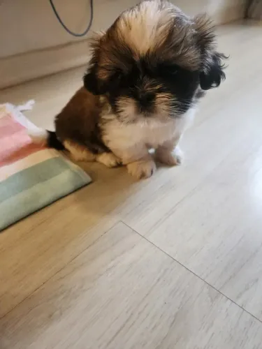 Filhote de Shih Tzu