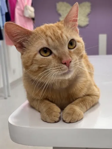Gato Abandonado para Doação| FIV/FeLV Negativo