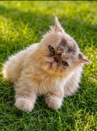 Companhia perfeita.