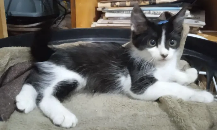 Doação de lindo gatinho 