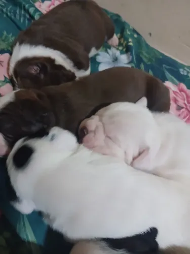 Bulldog campeiro puro para reserva 