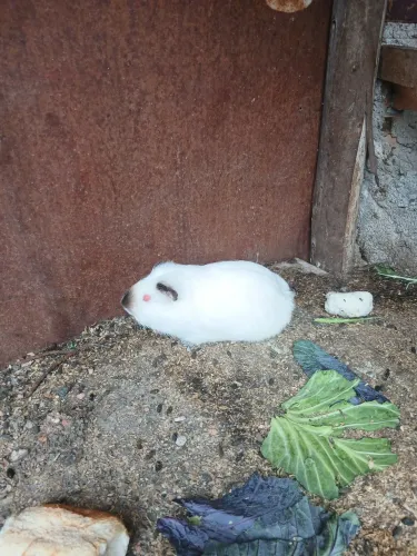 Porquinho da Índia 