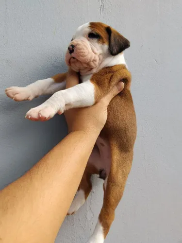 Galera tenhos 4 lindos bebês Boxer 