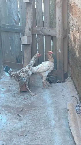 Duas frangas iniciando a postura
