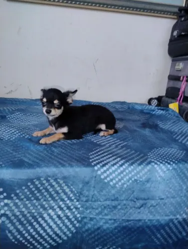 Lindos filhotes Machos da raça Chihuahua