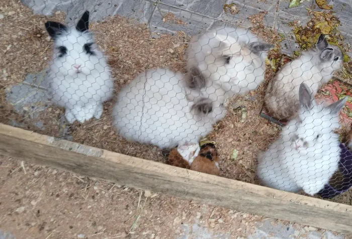 Mini coelhos adultos (fêmeas e machos)