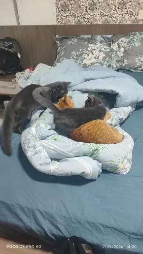 gato bendeling com azul russo