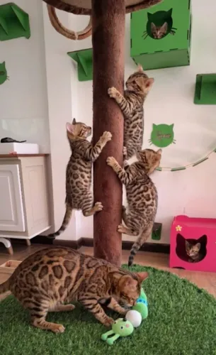 Gato de bengala legítimo, dócil e com pedigree