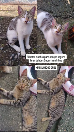 Filhotes lindos e mansos disponíveis para adoção