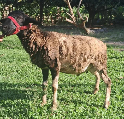 borrego dorper
