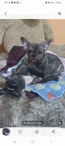 Filhotes de buldogue Francês 