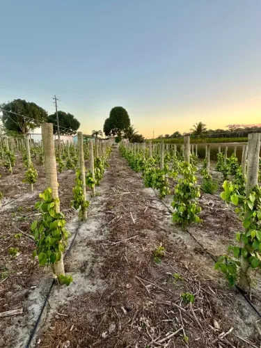 VENDE-SE SITIO EM SOORETAMA 11,3 HECTARES