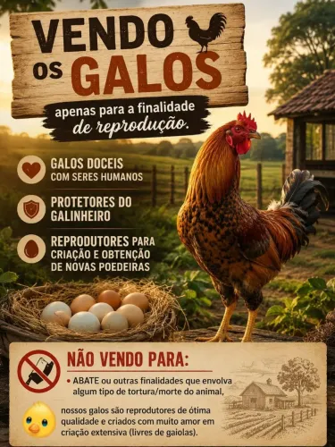 Galos reprodutor de poedeiras