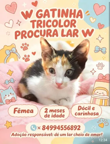 Gatinha para adoção
