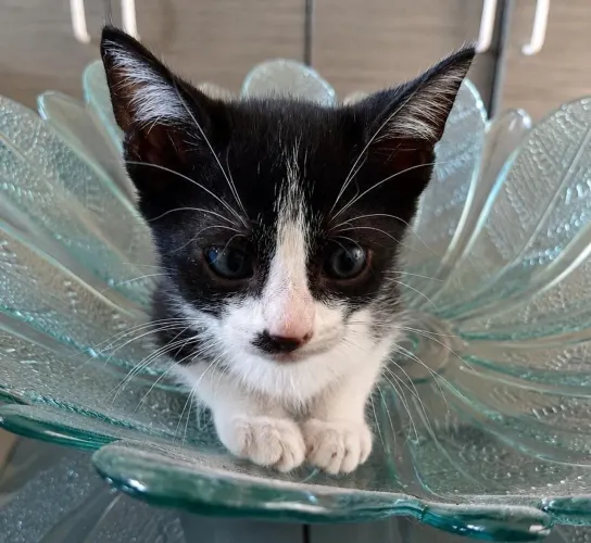 Gatinho para doação