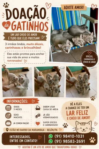 GATINHOS PRA ADOÇÃO RESPONSÁVEL