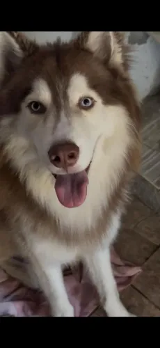Doa- se husky siberiano na cor cobre (só pra quem realmente gosta de animais)