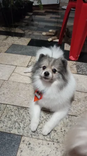 procuro namorada pro meu Lulu da palmerania 