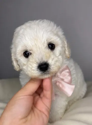 Poodle micro toy 