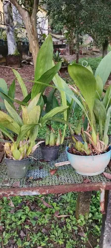Vendo vasos de orquídeas Coelogine Pandurata