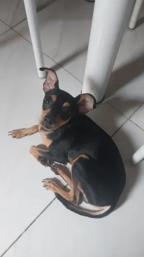 Cachorrinho