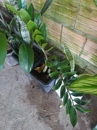 Plantas e mudas de Zamioculca em vasos