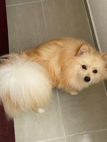 Spitz Alemão Macho Creme Claro com Pedigree + Acessórios