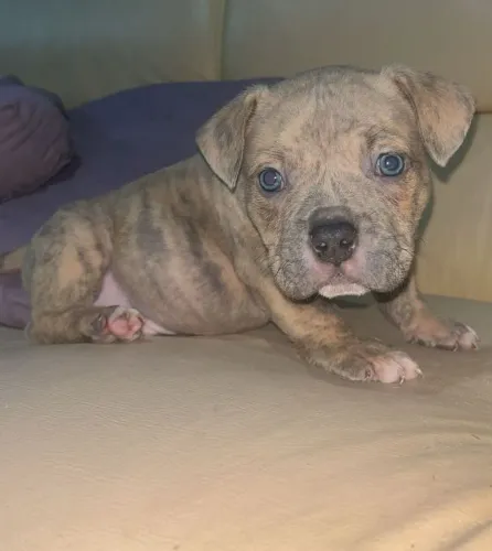 Cachorro American Bully