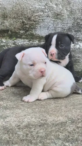 American Bully