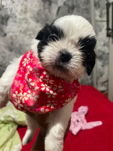 Shih tzu 