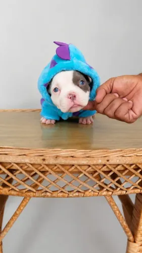 American Bully Fêmea Micro lilac pied
