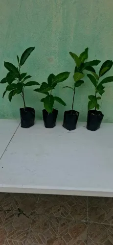 Mudas de Jaca