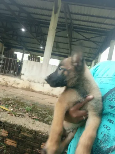 Pastor alemão belga puro macho dois disponíveis