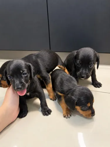 Cachorro salsicha dachshund