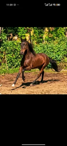 CAVALO CASTANHO ANDORINHA, MARCHA BATIDA FOGOSO