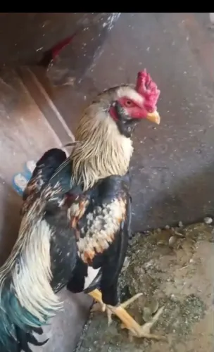 Vendo galo barbudo 