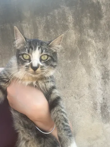 Gatinha fêmea 