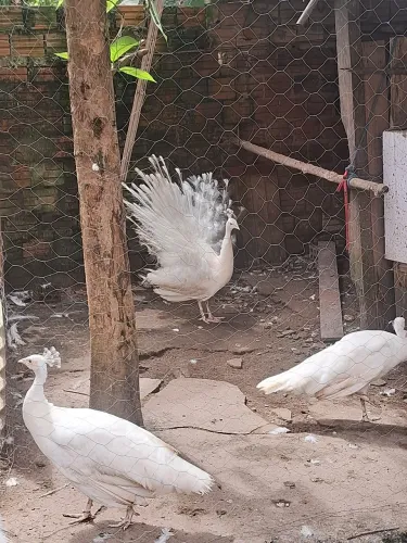 Vendo