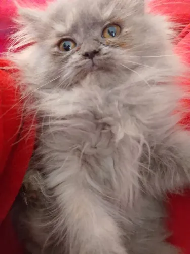 Filhote de gato persa femea