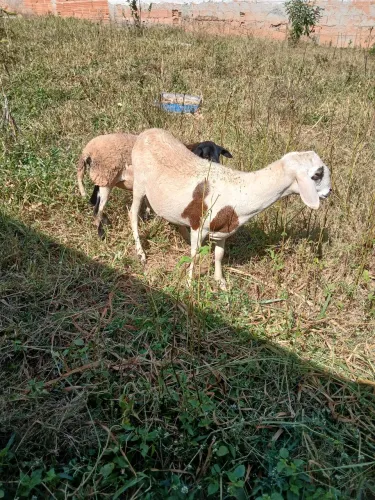 Animais