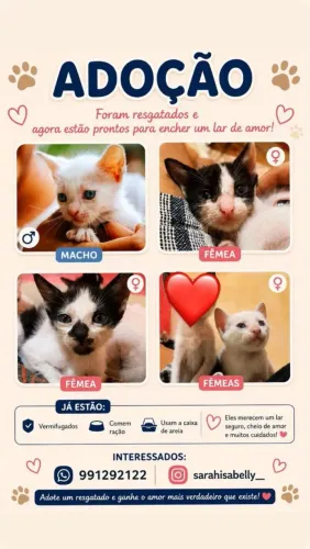 Doação de lindos gatinhos 