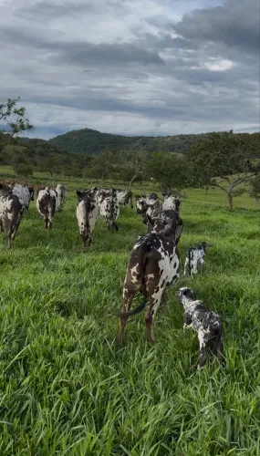 Vacas Nelore Pintado de Preto