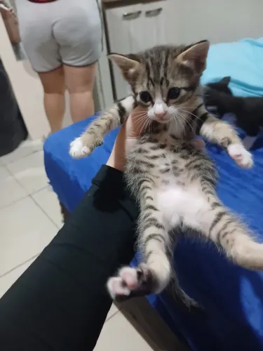 Gatinhos filhotes para doação em Joinville jardim iririu