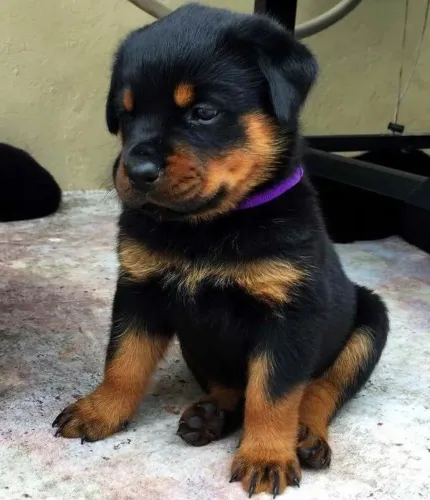 Rottweiler - Uma Nova Fase Começa Com Quatro Patas